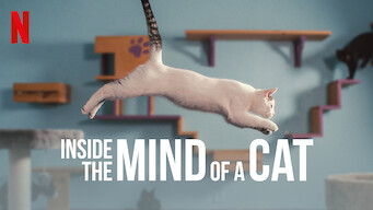 زیرنویس Inside the Mind of a Cat 2022  - بلو سابتایتل